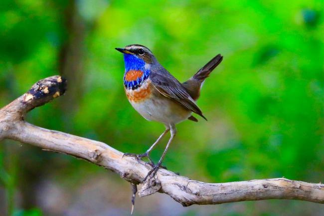 昨日天坛红蓝靛颏都来了
