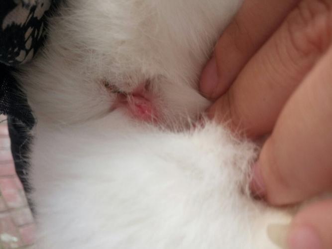 我想知道我家兔子是公的母的有认识的么?谢谢啦