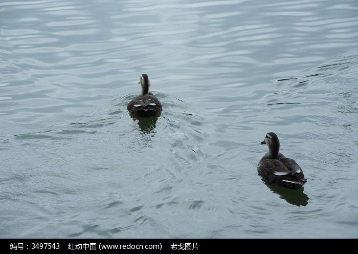 水中的野生鸭子