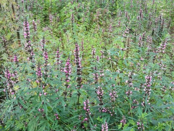 三月——益母草开花