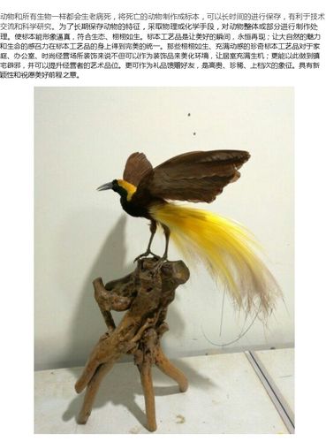 动物新款鸟类天堂鸟极乐鸟标本家居办公酒店会所装饰品_7折现价1500元