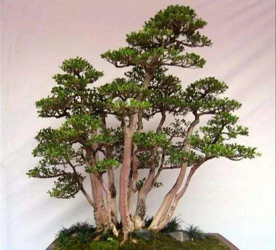 怎样制作丛林式盆景的9个步骤 图片