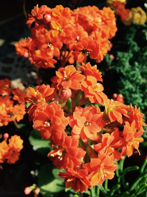 橙色的重瓣长寿花