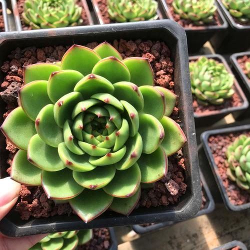 月亮石多肉植物超大单头盆栽云南露养精控好货多肉植物