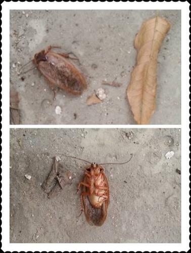 请问这是什么虫子,会飞,棕色的,有图!