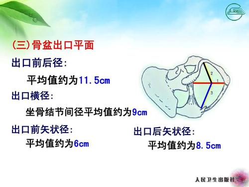 5cm 出口横径: 坐骨结节间径平均值约为9cm 出口前矢状径: 平均值约为