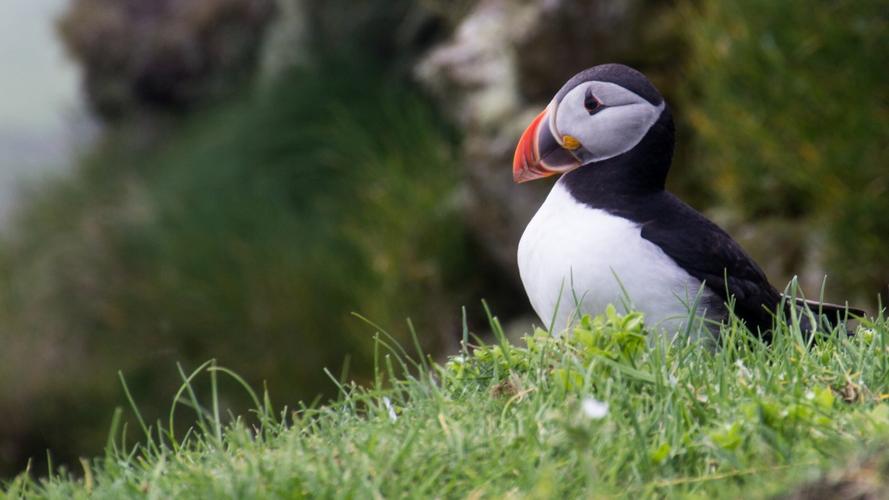 高清海雀图片大全(9/16)