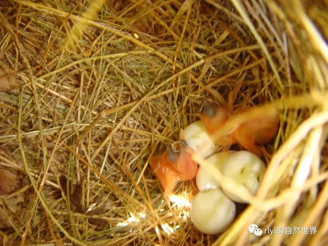 今日--白腰文鸟(white-rumped munia)