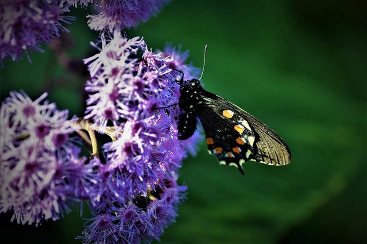 蓝凤蝶(加州—美国)