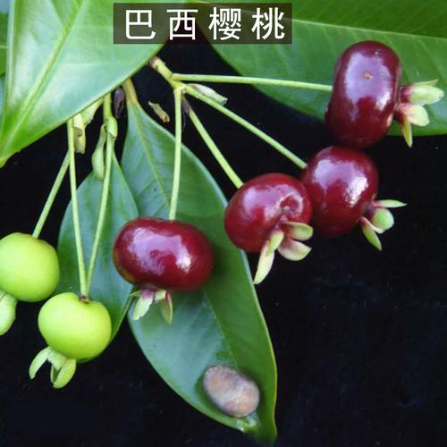 樱桃树苗樱桃树巴西车厘子果树乌克兰大果黑玫瑰果树