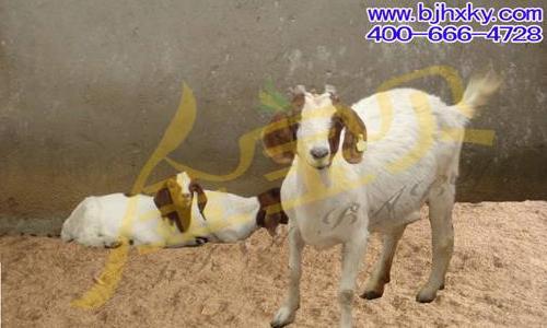 干撒发酵床养羊的优势(冬季)