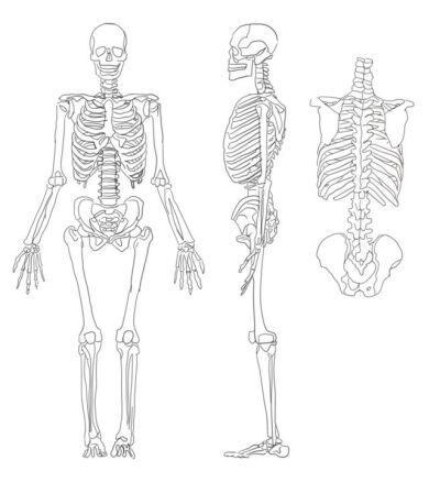 人体骨架结构