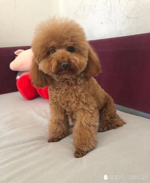 贵阳两只泰迪犬走丢重金悬赏找爱犬寻狗启示