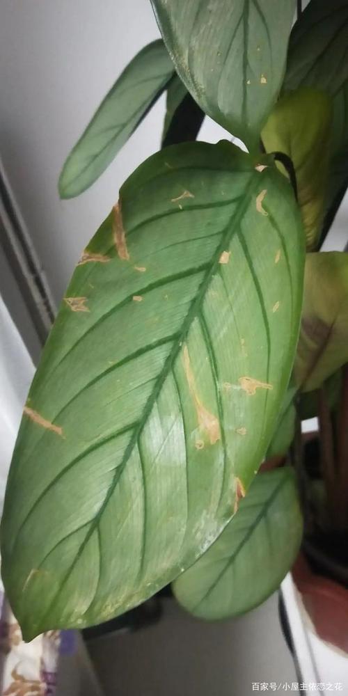 竹芋叶子有黄斑,是光照还是虫害?