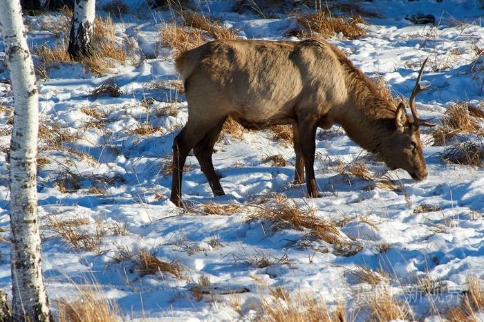 哈萨克斯坦的野生动物. 鹿.