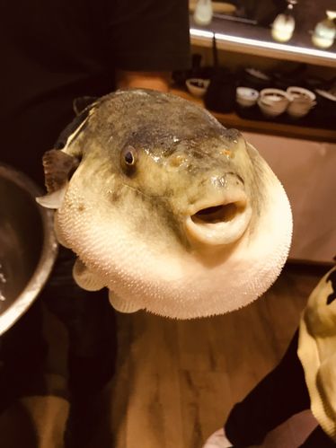 人生第一次吃河豚鱼宴