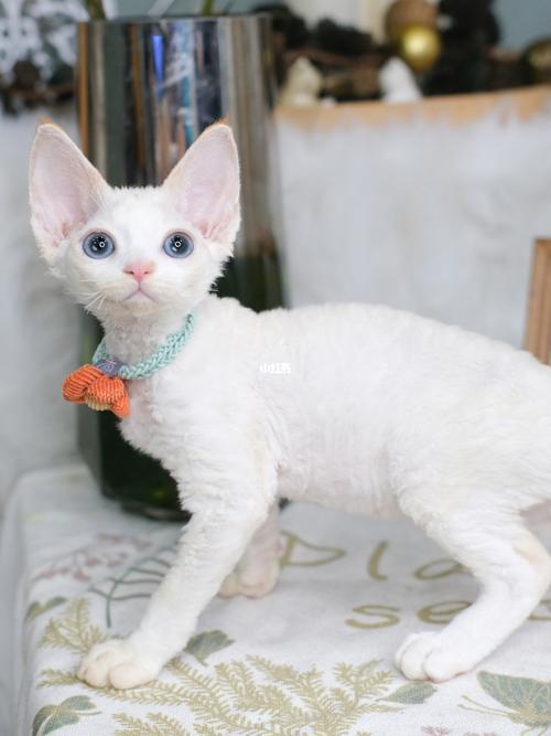 蓝眼睛红白德文卷毛猫_德文卷毛猫_杭州自由行热门攻略_猫咪_宠物_猫