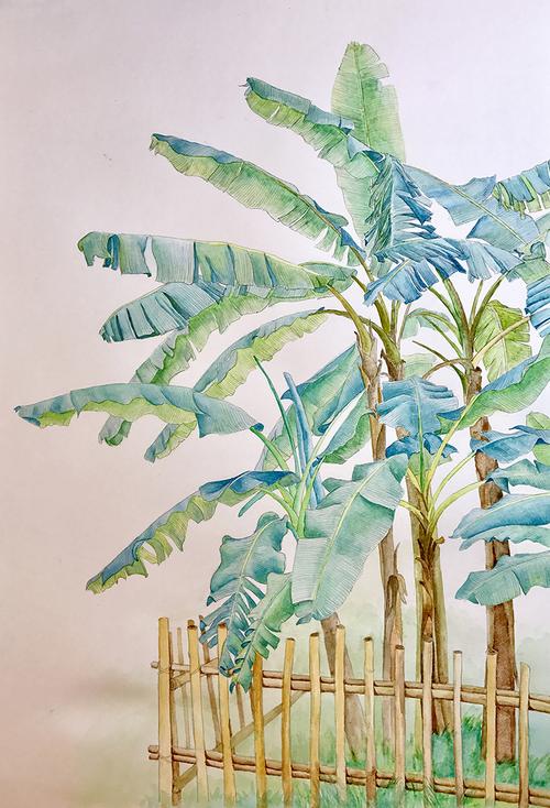 原创作品:雨打芭蕉 水彩尝试