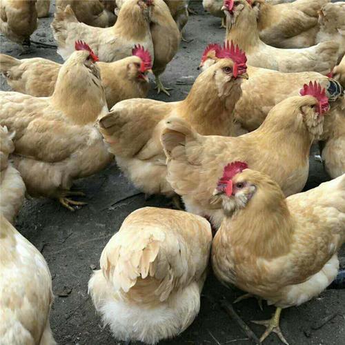 胡须鸡和清远麻鸡哪种好吃?胡须鸡和稻花鸡哪个好?