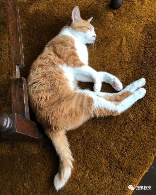 一位铲屎官展示了自家猫咪地震