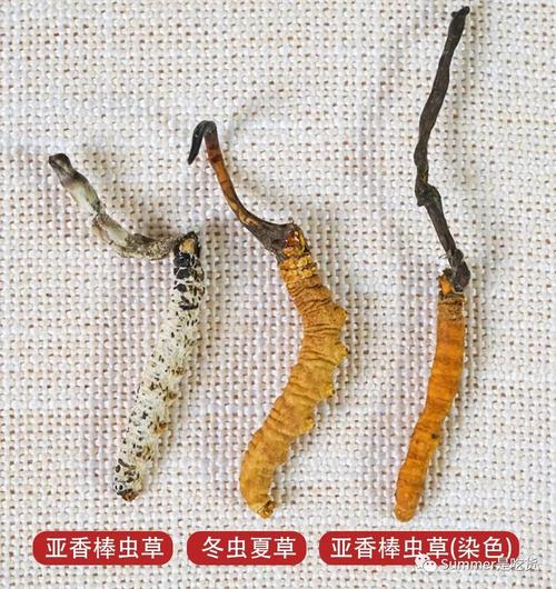 【真假虫草科普】冬虫夏草vs亚香棒虫草