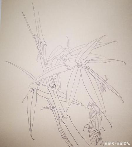 工笔画竹技法教程,值得收藏