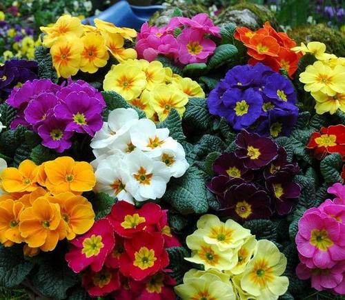 这花品种一年比一年多,五颜六色,新手照样也能养爆盆!