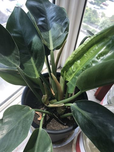 请问这个是金钻还是天堂鸟