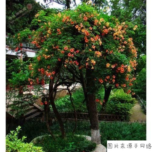 农村庭院绿化树木哪些适合?