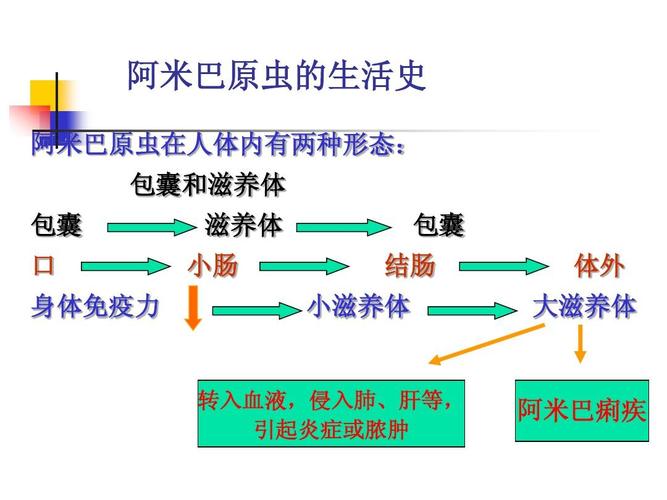 阿米巴原虫的生活史 阿米巴原虫在人体内有两种形态: 包囊和滋养体