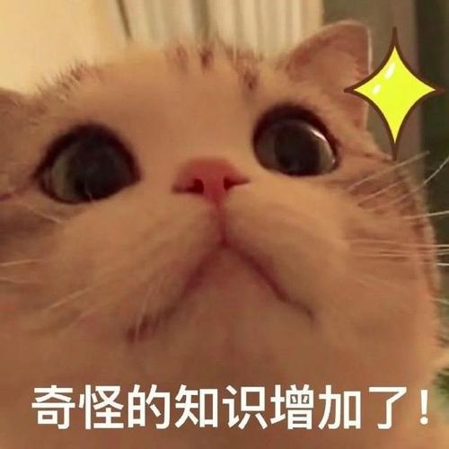 表情包奇怪的知识增加了