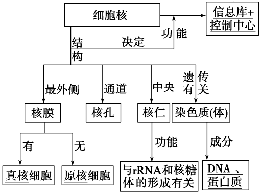 2014年高考生物大一轮复习 第二单元 第7讲 细胞核 系统的控制中心