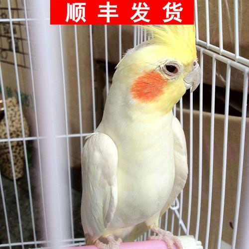 说话的鸟珍珠灰色黄化玄凤鹦鹉雏鸟幼体虎皮鹦鹉黄化玄凤鹦鹉一只单身