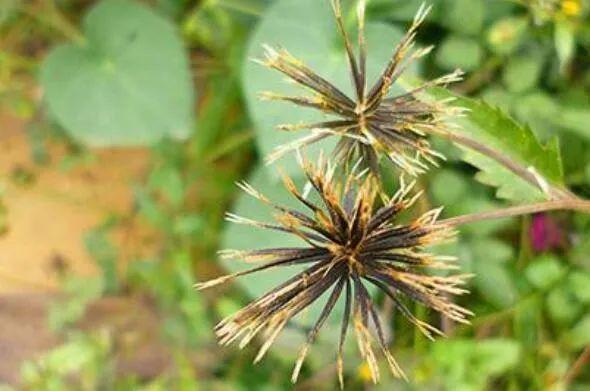 鬼针草的功效与作用,鬼针草的食用方法有哪些