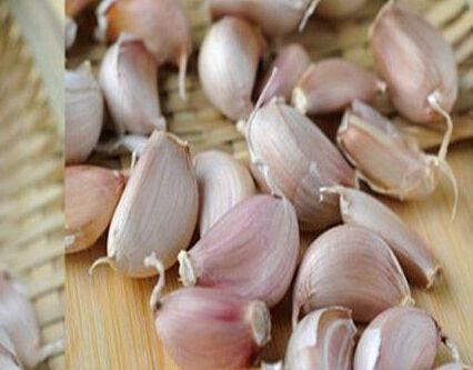 大蒜的种子是什么?
