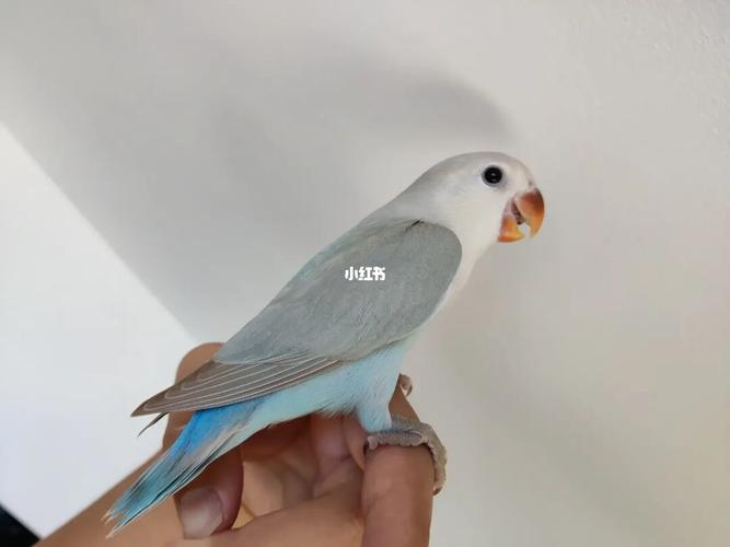 松石面熏_松石_帽子_鹦鹉_牡丹_手养牡丹鹦鹉_宠物