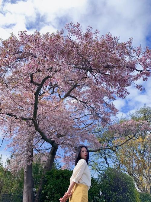 樱花_樱花_坎特伯雷大学攻略_樱花校园_生活记录_接地气生活