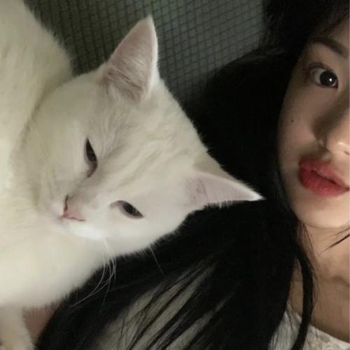 一些和猫咪的头像