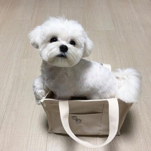 超可爱的马尔济斯犬#萌宠头像