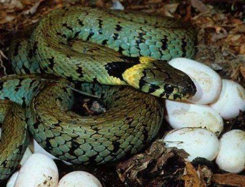 善良农夫救下产卵母蛇精心照顾3个月离世当天百蛇送行