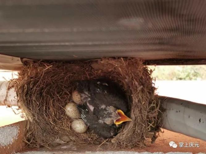 小鸟筑巢"安家"学校,老师视频记录小鸟孵化成长过程