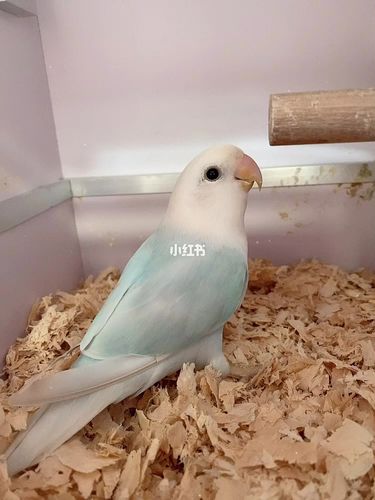 牡丹鹦鹉之松石伊莎