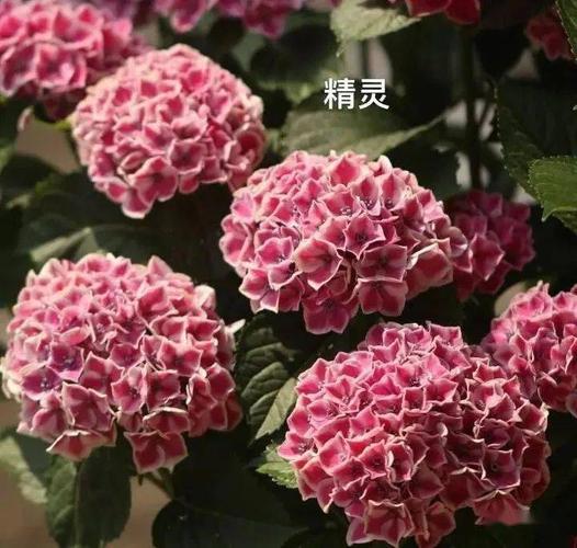 绣球花品种大全77种绣球图鉴欢迎大家来补充