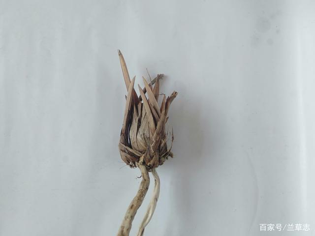 怎样种好兰花老芦头