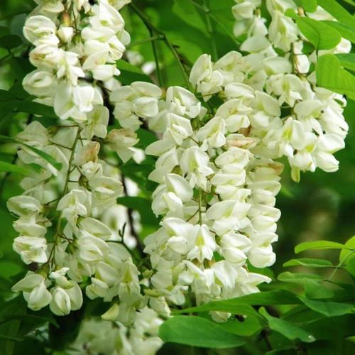 陇中文苑又是一年槐花香