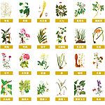 中药 百草 本草纲木