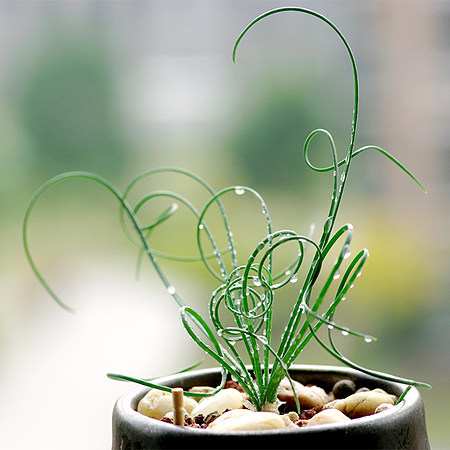 弹簧草也称螺旋草,因叶片螺旋生长形似弹簧而得名,是近年新引进的观赏