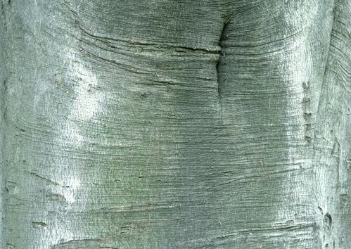 光滑的树皮背景