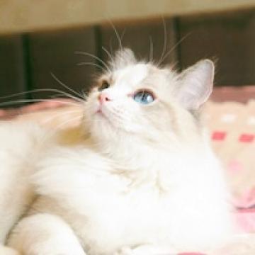 美丽无比的布偶猫,动物头像图片-回车桌面