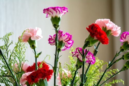 图虫静物摄影:康乃馨